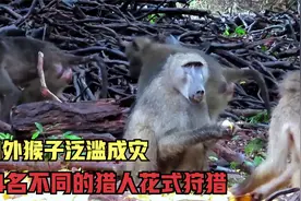 国外猴子泛滥成灾，4名不同的猎人花式狩猎，结局还有意外收获！视频封面