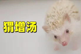 把洗刺猬拍成美食视频,看完你就饿了视频封面