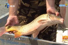 野生鲤鱼土腥味重，真的与水质有关？记者带你一探究竟视频封面