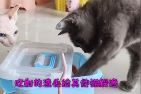 怀孕蓝猫有了超能，自己开箱拿肉肠吃视频封面