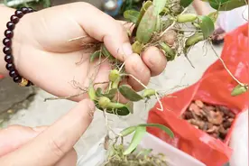 这草头煮汤小孩喜欢，干的一斤100，生的40，农村姑娘买贵了么？视频封面