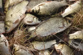 洛阳著名野钓圣地 涨水了 出鱼了 谁去谁爆护 洛阳野钓天团在行动