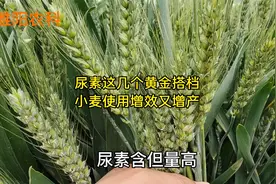 尿素这五个黄金搭档，在小麦上使用，增效增产作用更好视频封面