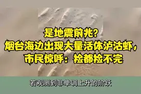 是地震前兆？烟台海边出现大量活体泸沽虾，市民惊呼：捡都捡不完视频封面