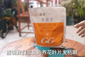 养花生病了怎么办？园艺师教你，用多菌灵解决，什么花都通用视频封面