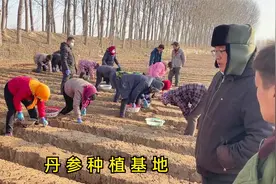 实拍山东网友丹参种植基地，第一次就包300亩地种丹参，真厉害视频封面