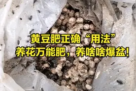 养花种菜，别买肥！“黄豆肥”这样用，养啥啥爆盆视频封面