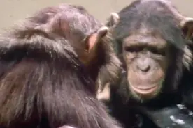 把猴子幼崽当婴儿养，猴子会出现什么变化？一个女子就这样做了视频封面