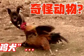 鸡场出现“奇怪动物”，老板却说它是牧鸡犬，狗中新职业啊