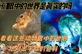 在不同动物的眼中，世界是怎样的，它能看到人类看不到的视频封面