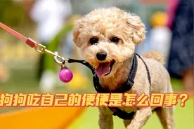 狗狗吃自己的便便是怎么回事？视频封面