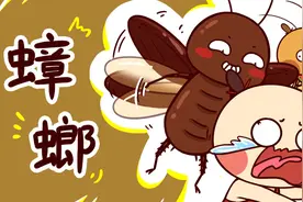 为什么北方见不到南方那种又大，又会飞的蟑螂？