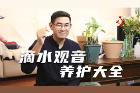 园艺师教你，滴水观音怎么养，这可能是关于它，最全面的教程了视频封面