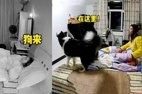 女子睡前蚊子嗡个不停，一句“狗来”边牧上场杀蚊，结局让人笑疯