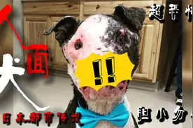 《神秘的人面犬：日本都市传说中的恐怖怪物》视频封面