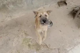 狗拿耗子见过没，比猫抓老鼠还精彩，值得一看视频封面