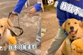 金毛路边遇烤肉，主人想要强行拽走，狗子发疯：要走你走！视频封面