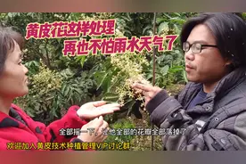 黄皮花期遭遇雨水天气落果！一招笨办法完美解决！视频封面
