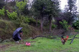 山居第三个年头，躲进小楼成一统管他春夏与秋冬，种菜养鸡乐逍遥视频封面