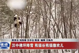 汉中佛坪：秦岭大熊猫雪中嬉戏爱爬构树视频封面