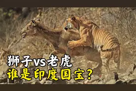 玛琪莉女儿，湖区女王克里希那 | 印度伦滕波尔老虎保护区纪录片