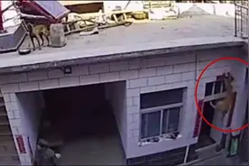 狗狗屋顶玩耍不慎失足坠落，被吊半空不停挣扎，监控拍下惊险瞬间视频封面