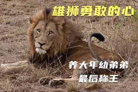 雄狮勇敢的心带领两个一岁大的弟弟称王如兄如父，狮如其名-勇敢视频封面