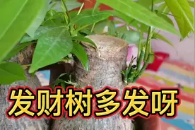 怎样让你的发财树多发嫩芽，枝叶繁茂茁壮成长，一招教你全解决视频封面