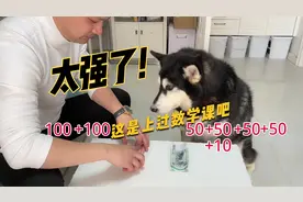 不得不承认这只哈士奇比我女儿要聪明！视频封面