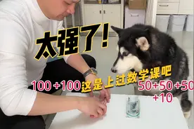 不得不承认这只哈士奇比我女儿要聪明！视频封面