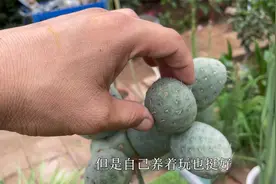 迟到的作业：习志野一年爆满侧芽，“头”和“屁股”双丰收，超赞