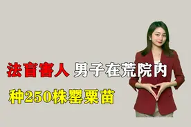 男子在荒院内种250株罂粟苗，想尝尝什么味，没想到长出这么多视频封面