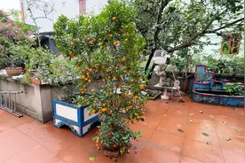 盆栽柑橘长得太直旺，只要给它剪上几刀，就能硕果累累视频封面