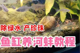 既能快速除绿水，又能产大珍珠，河蚌怎么养在鱼缸里方法科普视频视频封面