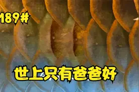 #189世上只有爸爸好-龙鱼鳞片恢复一个月视频封面