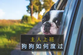 主人上班狗狗如何度过？这六点你知不知道？视频封面