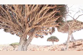 世界上最长寿的树可以活八千年，若人类能活几千年意味着什么？视频封面