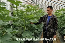 无花果用好水肥增产品质好，单果增重30克，只需这么做视频封面