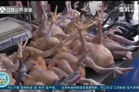 宰杀土鸡险丧命！男子感染上“鹦鹉热”，多脏器衰竭进了ICU！视频封面