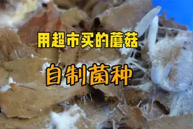 用超市买来的蘑菇和废纸片塑料瓶，自制菌种，自己种蘑菇不用愁视频封面