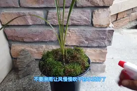 兰花根部发霉了怎么办 这种药专门对付它 不要记错