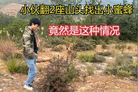 小伙用方法找出一窝小蜜蜂，这窝蜜蜂生存条件非常苛刻，你怎么看