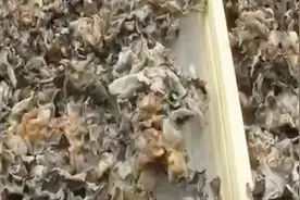 吊袋栽培黑木耳想抢早上市，切记原则：早增温早开孔早出耳早采收