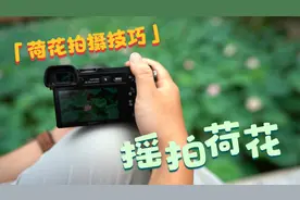 摇拍荷花，教您拍一些不一样的荷花摄影，花卉摄影，摄影后期