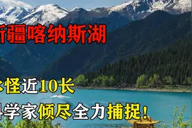 新疆喀纳斯湖水怪浮出水面，怪物近10长，科学家倾尽全力捕捉！视频封面