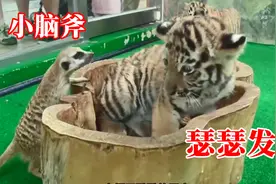 3只小老虎园区饱受欺凌，连猫鼬都敢欺负它，饲养员一招解决视频封面