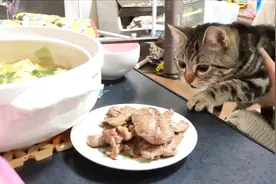 主人在猫咪面前吃煎肉，猫咪馋的直流口水，嘴巴都合不上了视频封面