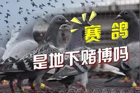 一场比赛奖金上千万：疯狂的赛鸽，算是赌博吗？