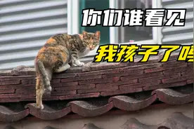 你们看见我孩子了吗？流浪猫的孩子失踪了，猫妈妈焦急的寻找孩子视频封面