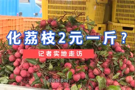 从化荔枝2元一斤？ 记者实地走访视频封面